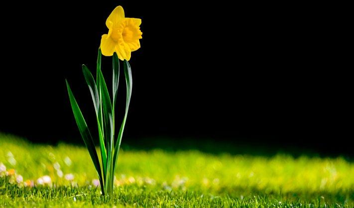 Lone daffodil